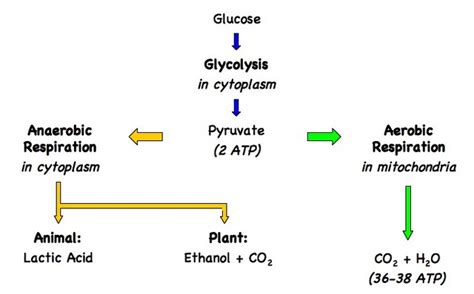 Ideal Cellular Respiration Byproducts Quantum Physics Equations Sheet