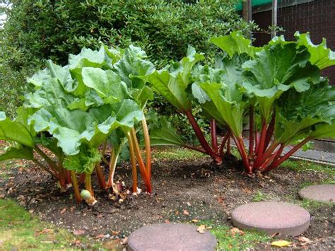 Rhubarb Facts, Health Benefits and Nutritional Value