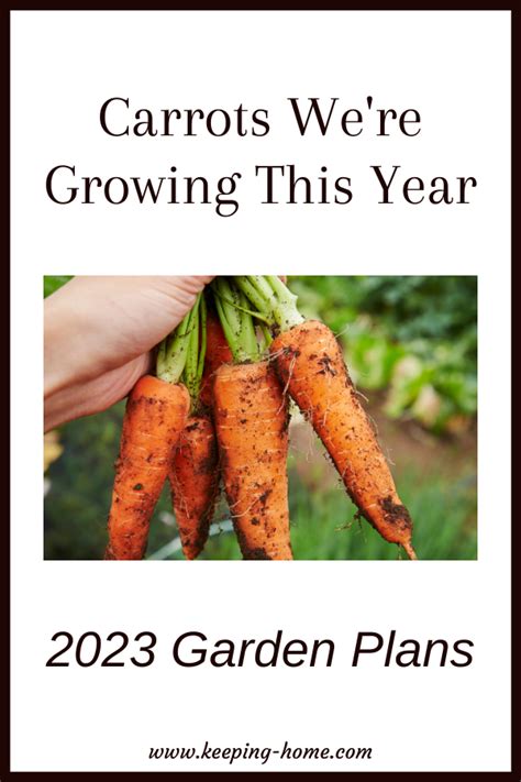 Carrots We're Growing In 2023 - Keeping Home