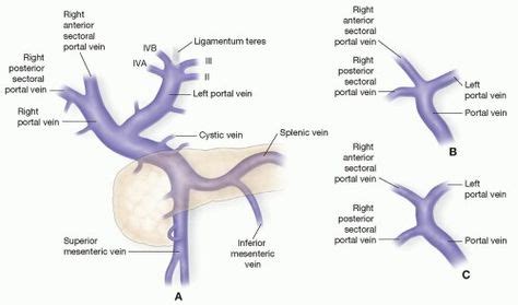 Portal vein | Ultrasound, Veins, Sonography