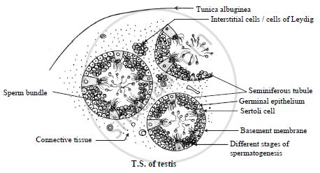 Testis Cross Section Labeled