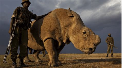 Northern White Rhino On Verge of Extinction: Only 1 Male Left Worldwide