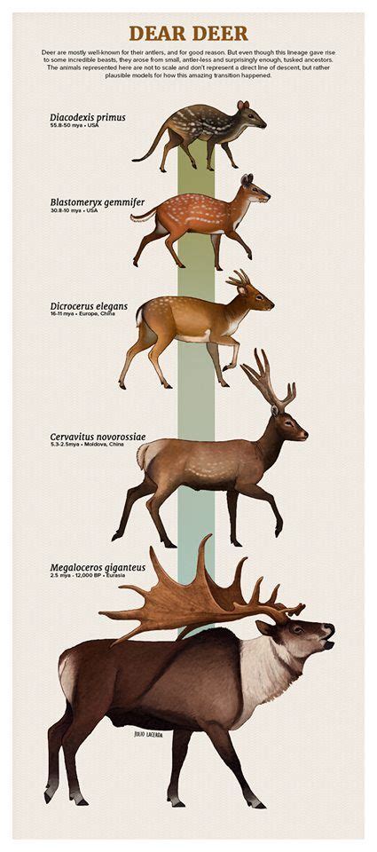 Deer Evolution Prehistoric Wildlife, Prehistoric Dinosaurs, Prehistoric ...