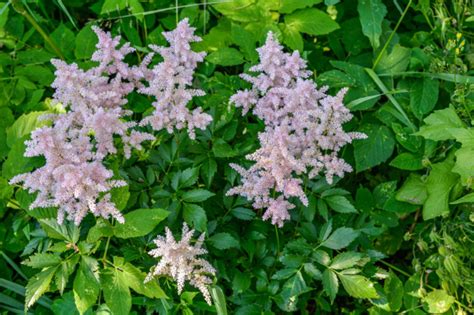 10 Perfect Astilbe Varieties For The Garden | Horticulture.co.uk