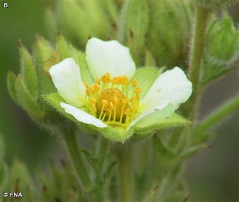 TALL CINQUEFOIL - Fontenelle Forest Nature Search : Fontenelle Forest ...