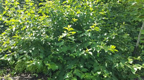 SILKY DOGWOOD - CORNUS AMOMUM | The UFOR Nursery & Lab