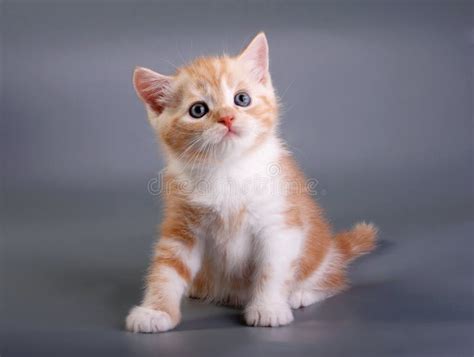 Red kitten stock image. Image of nature, background, kitten - 10160997