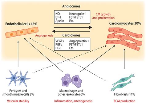 Frontiers | Cardiomyocyte—Endothelial Cell Interactions in Cardiac Remodeling and Regeneration