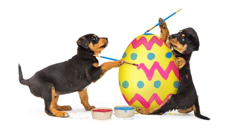 25 Easter Dog & Puppy Pictures To Make You Smile - DogTime