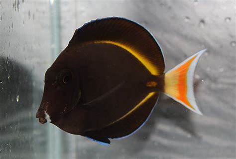 Achilles Tang Hybrid (Acanthurus glaucopareius) Saltwater Fish For Sale