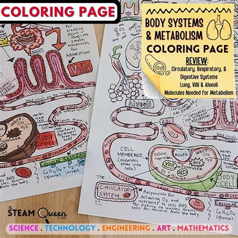 Metabolism Graphic Notes Coloring Page: Definitions Concepts Diagrams SEL Review Brain Break ...