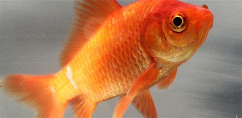 Common Goldfish | The Sprucery