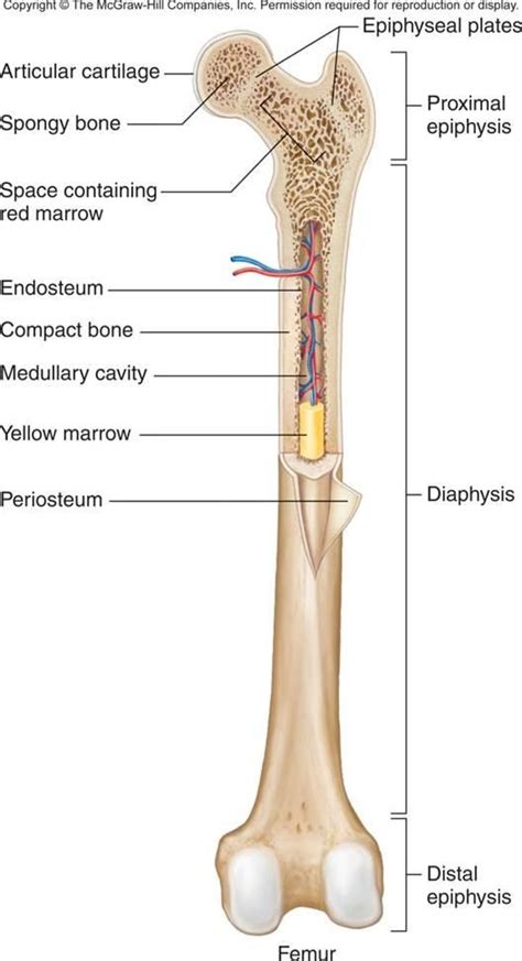 Long Bone Labeled : Long Bone Labeled Diagram Quizlet / Long bones, especially the femur and ...