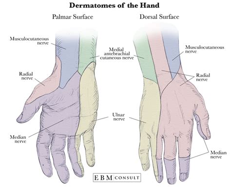 Dermatomes of the Hand | Human muscle anatomy, Human anatomy and physiology, Medical school ...