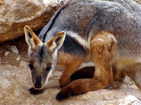 Yellow footed rock wallaby - Earth's Endangered Wildlife