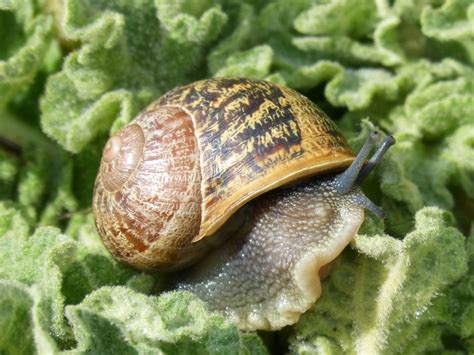 Free Images : spiral, shell, invertebrate, close up, molluscs, schnecken, molluscum, sea snail ...