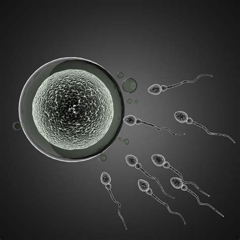 egg meets sperm | Talking Fertility