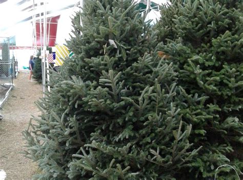 live christmas trees for sale near me - Google Search | Live christmas ...