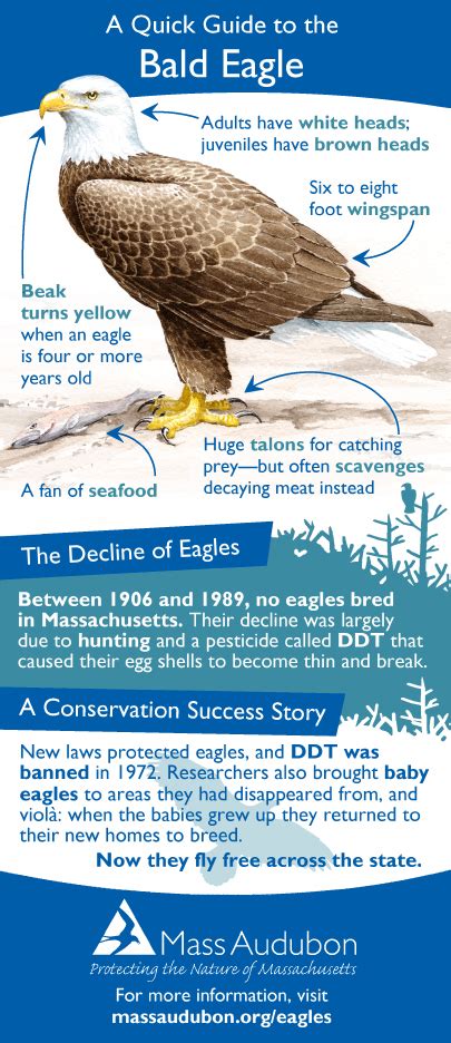 Bald Eagle Infographic | Distraction Displays