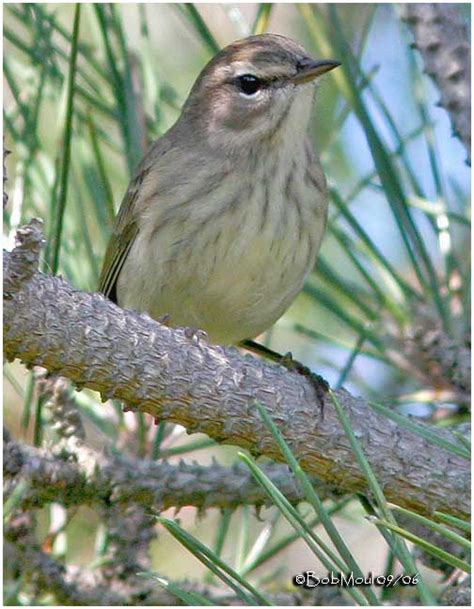 Cape May Warbler-Fall Female photo - Bob Moul photos at pbase.com