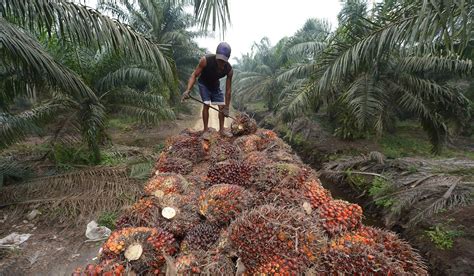 Palm oil is cheap, but it’s also an eco-disaster | South China Morning Post