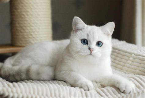 Silver Point British Shorthair Cat | American shorthair cat, British shorthair cats, Cats