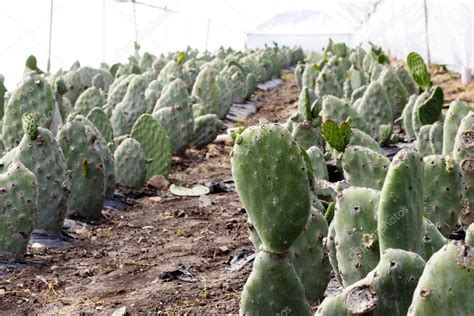 Cactus Farm — Stock Photo © tmasters03 #39001621