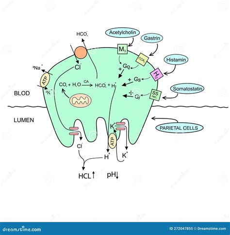 Diagram Of Parietal Cell From Bat Gastric Mucosa Stock Image | CartoonDealer.com #241462741