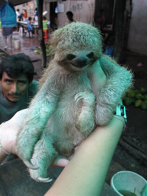 Baby sloth (wild caught) for sale, Belen market | stuart hamilton | Flickr