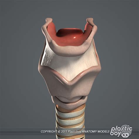 medically human larynx 3d model