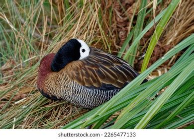 6,306 The Whistling Duck Images, Stock Photos & Vectors | Shutterstock