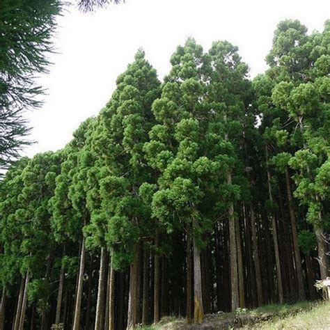 Japanese Red Cedar Tree Seeds cryptomeria Japonica 50seeds | Etsy