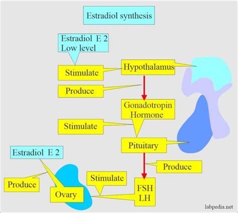 Estrogens = Estrone E1, Estradiol E2, Estriol E3 - Labpedia.net