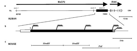 Location and structure of the human and murine MeCP2 gene. (a) Physical ...