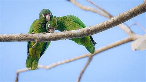 ‘Parrot Fever’ Claims 5 Lives Across Europe; Experts Warn About Psittacosis Outbreak | Science Times