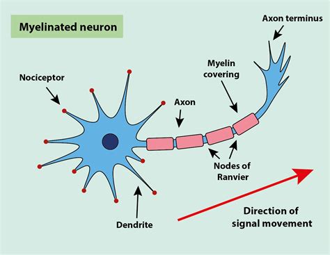 Draw A Labelled Diagram Of A Myelinated Neuron | Porn Sex Picture