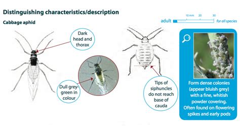 Cabbage aphid characteristics – Cesar Australia