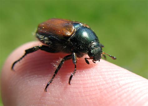 Insectes Du Jardin Génial File Thomas Bresson Phyllopertha Horticola By ...