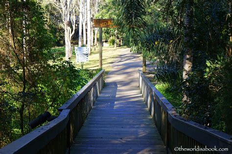 Koala Cuddling and Kangaroo Feeding at Lone Pine Koala Sanctuary - The ...