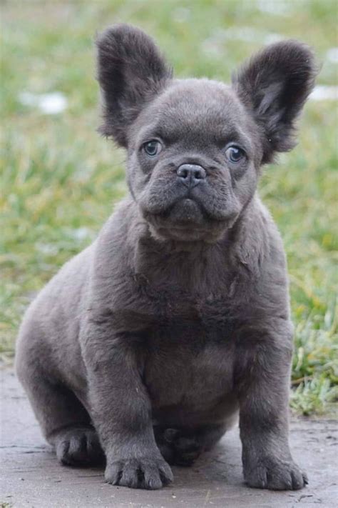 Fluffy Frenchie / French bulldog puppies - TomKings kennel