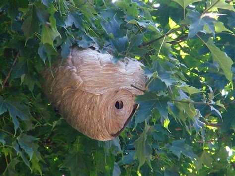 White Faced Hornet's nest | Flickr - Photo Sharing!