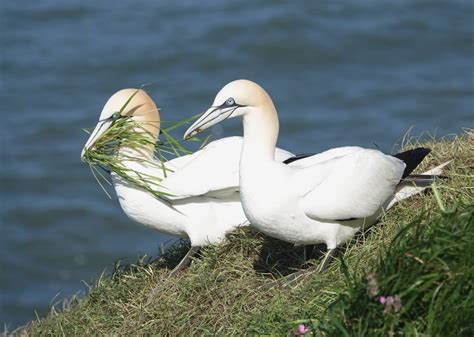 Bempton Cliffs Caravan Site - Flamborough - Wold Farm Caravan and Camping Site - Flamborough ...