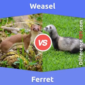 Weasel vs. Ferret: Key Differences, Pros & Cons, Similarities ...