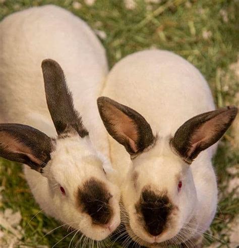 Californian Rabbit ~ Learn Why It's the Breed to Raise - Rural Living Today