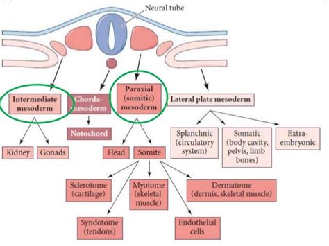 Paraxial and intermediate mesoderm