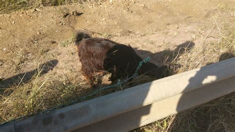 Goat survives head-on collision | North Coast Courier