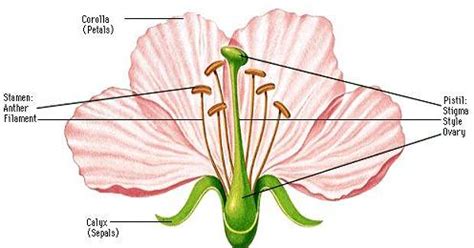 VARIATIONS IN FLOWER STRUCTURE