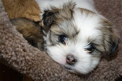 Maltese Shih Tzu - Complete Mix Breed Guide - Animal Corner