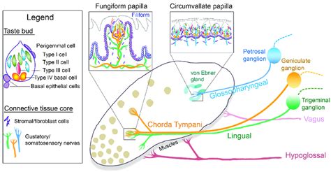 Anterior and posterior tongue papillae and nerves: Diagram of the ...