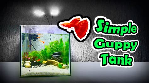 SIMPLE GUPPY FISH TANK setup | Simple DIY for AFR Albino Full Red Guppy Tank Aquarium Setup ...